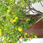 Apartahotel Petros Studios&suites