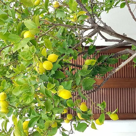 Lejlighedshotel Petros &